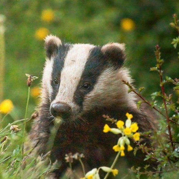 Badger tattoo – REBEL symbol of independence and determination