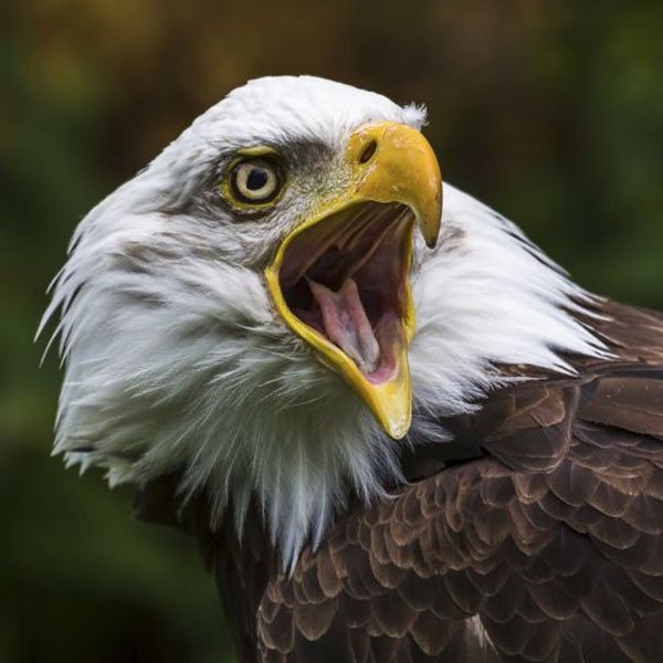 Bald eagle tattoo – REBEL symbol of independence and power
