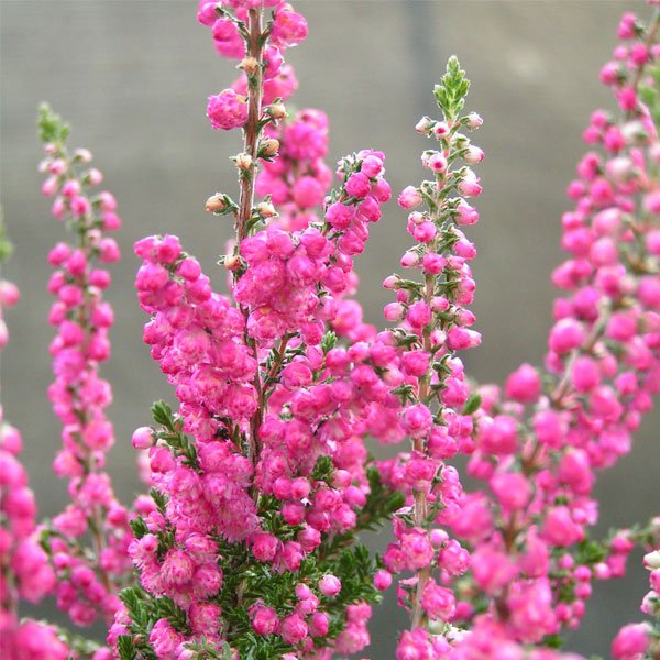 Heather flower tattoo – REBEL natural symbol of independence