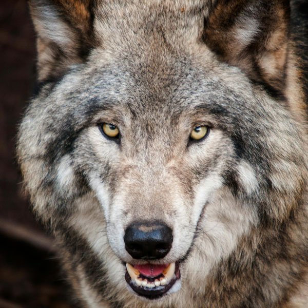 Wolf tattoo – REBEL spirit and symbol of independence