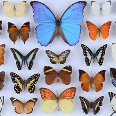 Butterflies pinned in a showcase box symbolizing the origin of the bugpin tattoo needle name