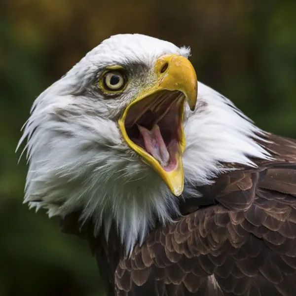 Bald eagle tattoo – REBEL symbol of independence and power